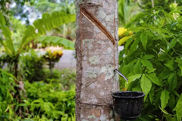 Làm dẻo và trộn cao su